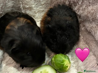 Guinea Pig rodents GORGEOUS BABY GUINEA PIGS - Advert 3