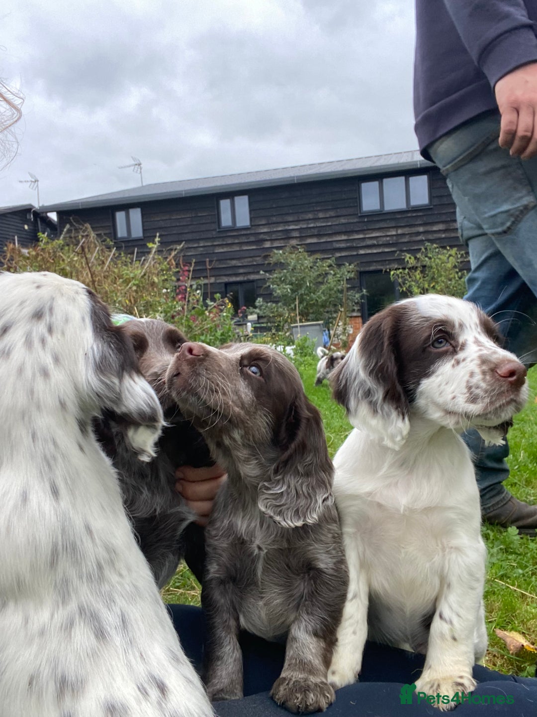 Cocker Spaniel dogs for sale: Beautiful cocker puppies - Image 29