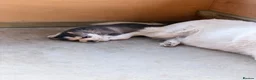 Siberian Husky dogs for sale: Rexx male husky - Advert 3