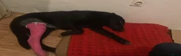 Mixed Breed dogs for adoption: Daphnee - Advert 6