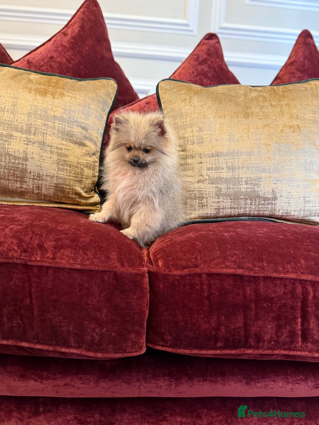 Pomeranian dogs for sale: Beautiful sable Boy Ready Now - Image 1