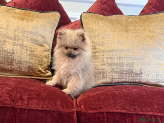 Pomeranian dogs - Advert 30