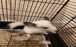 Chinchilla rodents for sale: Gorgeous and very cute and cuddly Chinchillas - Image 2