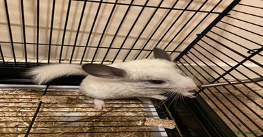 Chinchilla rodents - Advert 8