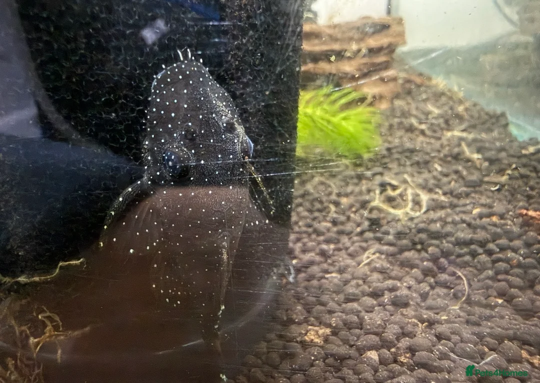 Plecos fish for sale: Peppermint plecos - Advert 2