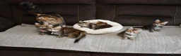 Siberian cats for sale: Pedigree Siberian Kittens from Tunguska House - Advert 15