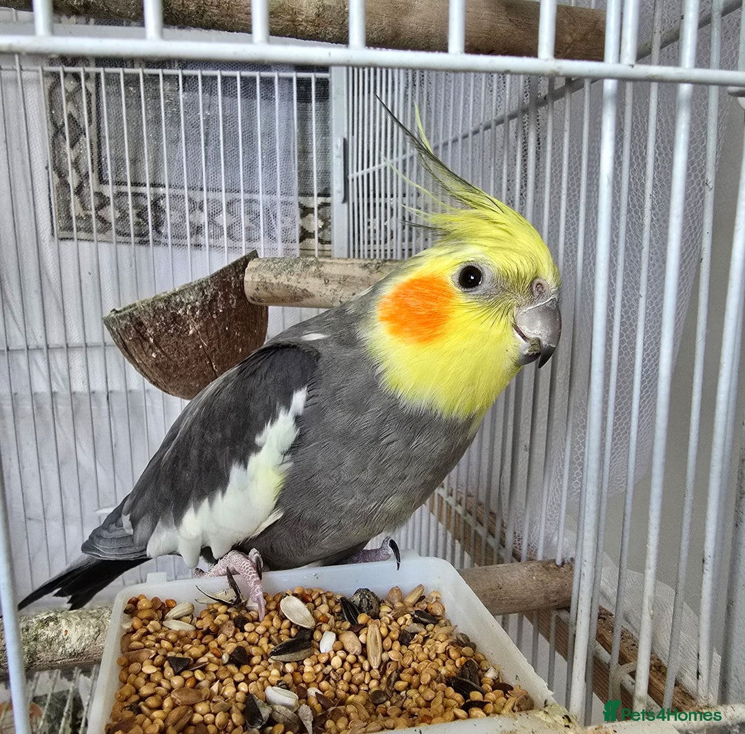 Cockatiels birds for sale: Male Cockatiel  - Image 2