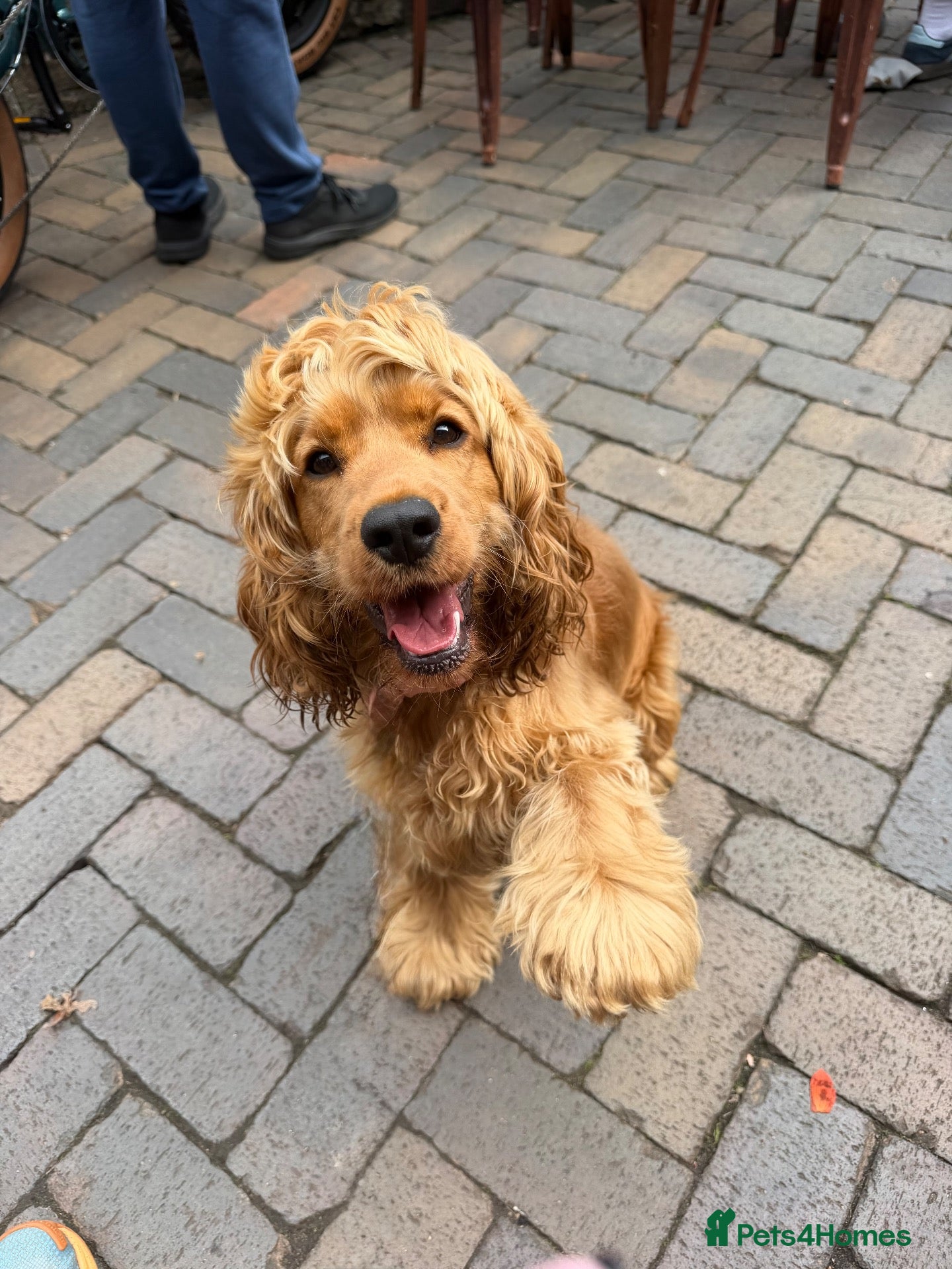 Cocker Spaniel dogs Kc reg cocker spaniel - Advert 14