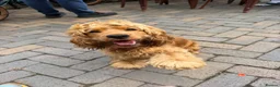 Cocker Spaniel dogs for sale: Kc reg cocker spaniel - Advert 1