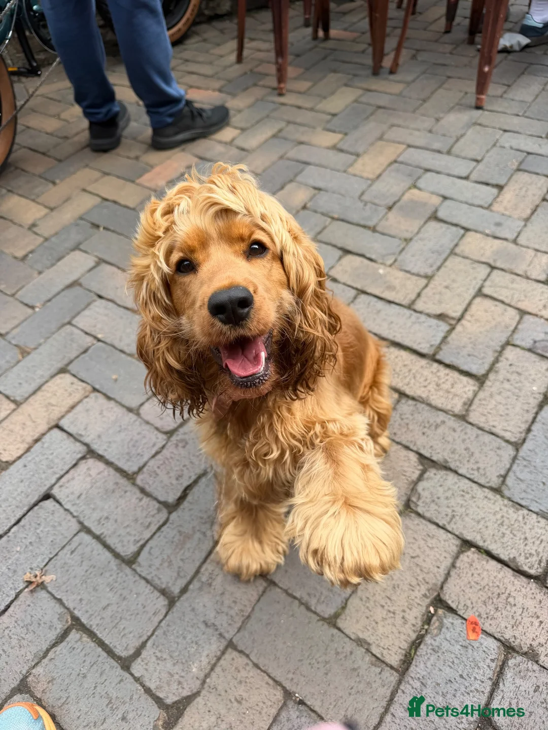Cocker Spaniel dogs for sale: Kc reg cocker spaniel - Advert 1
