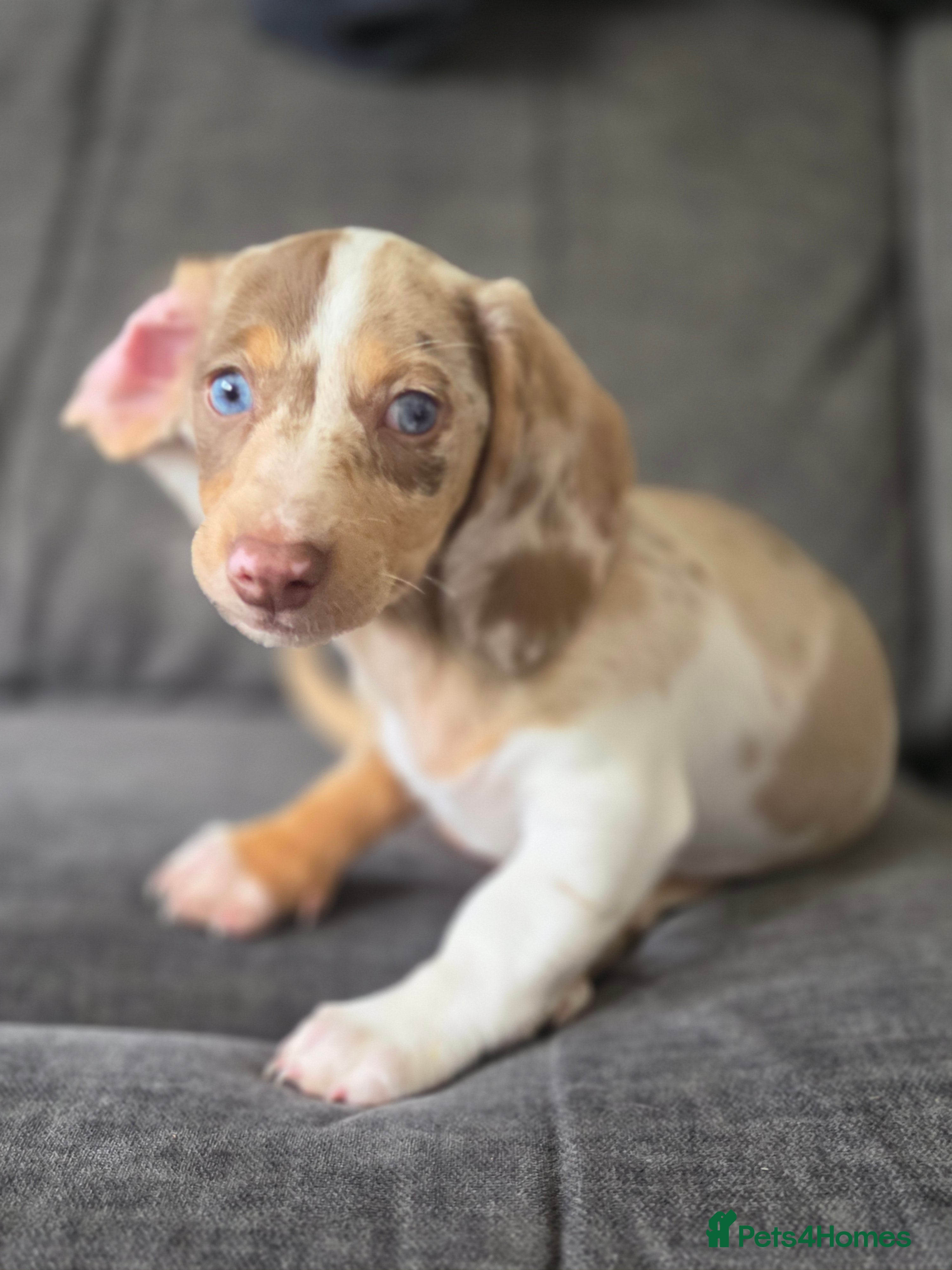 Miniature Dachshund dogs Female dapple dachshund  - Advert 13