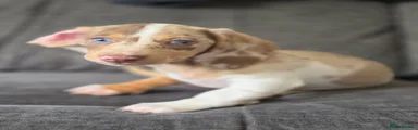 Miniature Dachshund 1