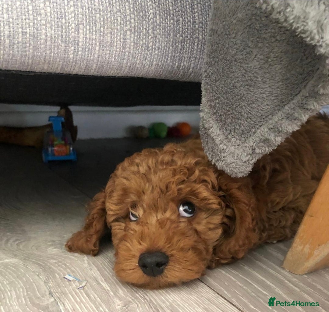 Cockapoo dogs for sale: Adorable male cockpoo - Advert 1