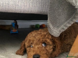 Cockapoo dogs Adorable male cockpoo - Advert 1