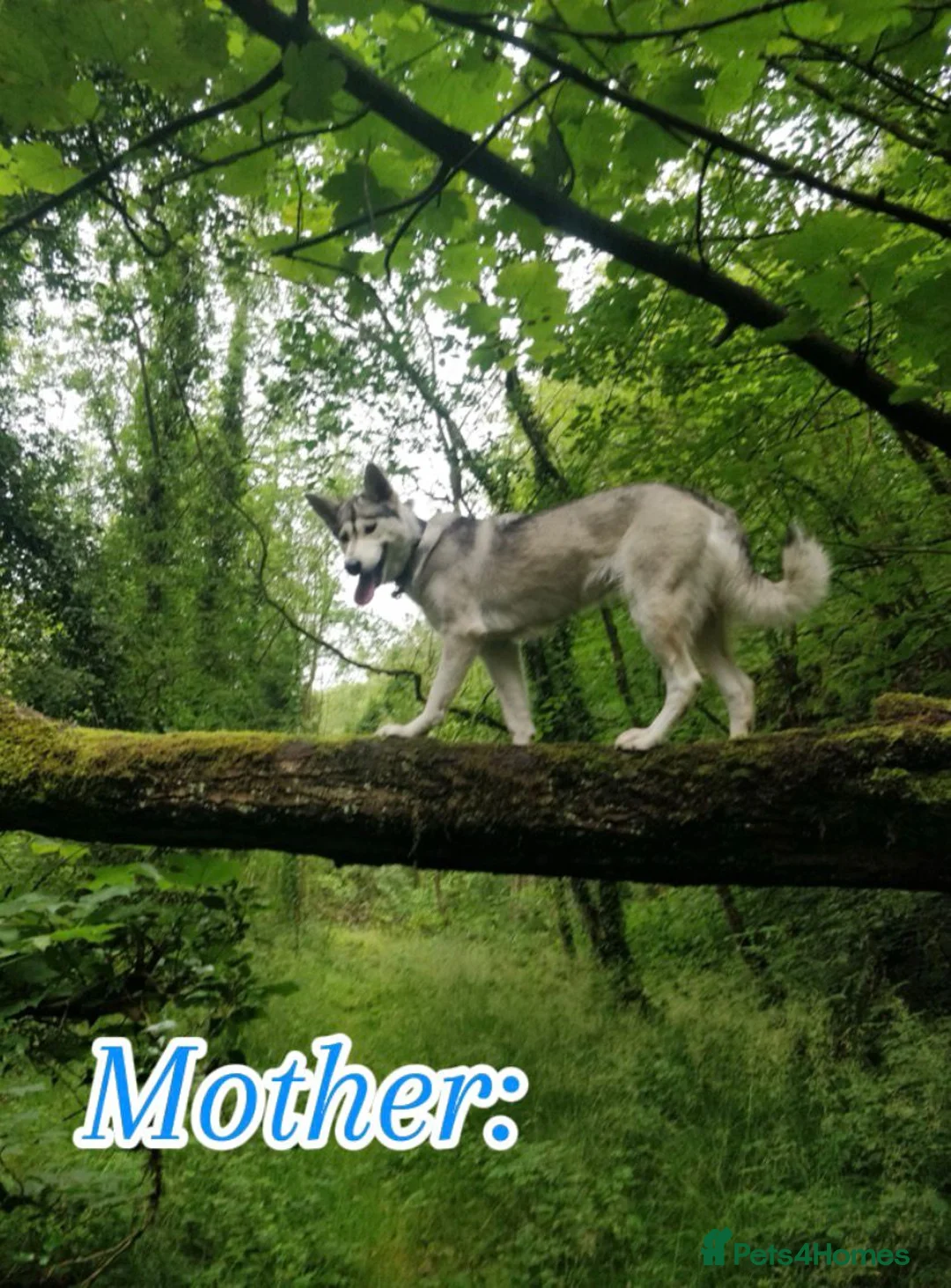 Mixed Breed dogs for sale: Northern Inuit X gsd pups - Advert 5