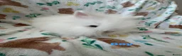Lionhead rabbits for sale: Adorable lionheads for sale  - Advert 2