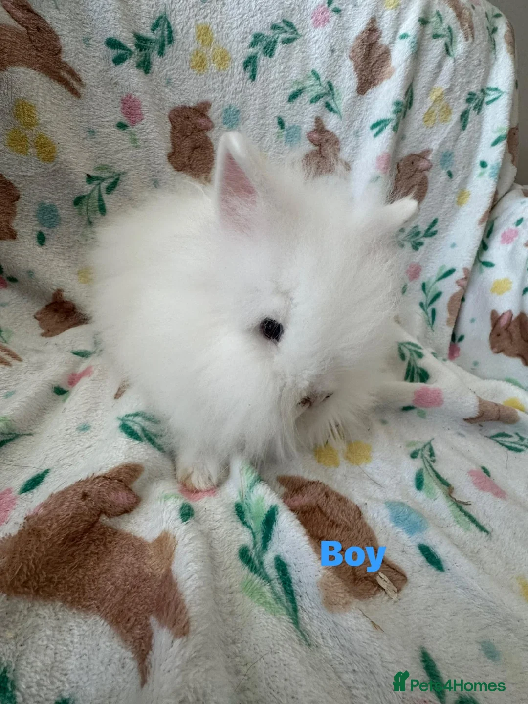 Lionhead rabbits for sale: Adorable lionheads for sale  - Advert 2