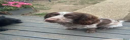 Sprocker dogs for sale: Gorgeous Sprocker Puppies - Advert 10