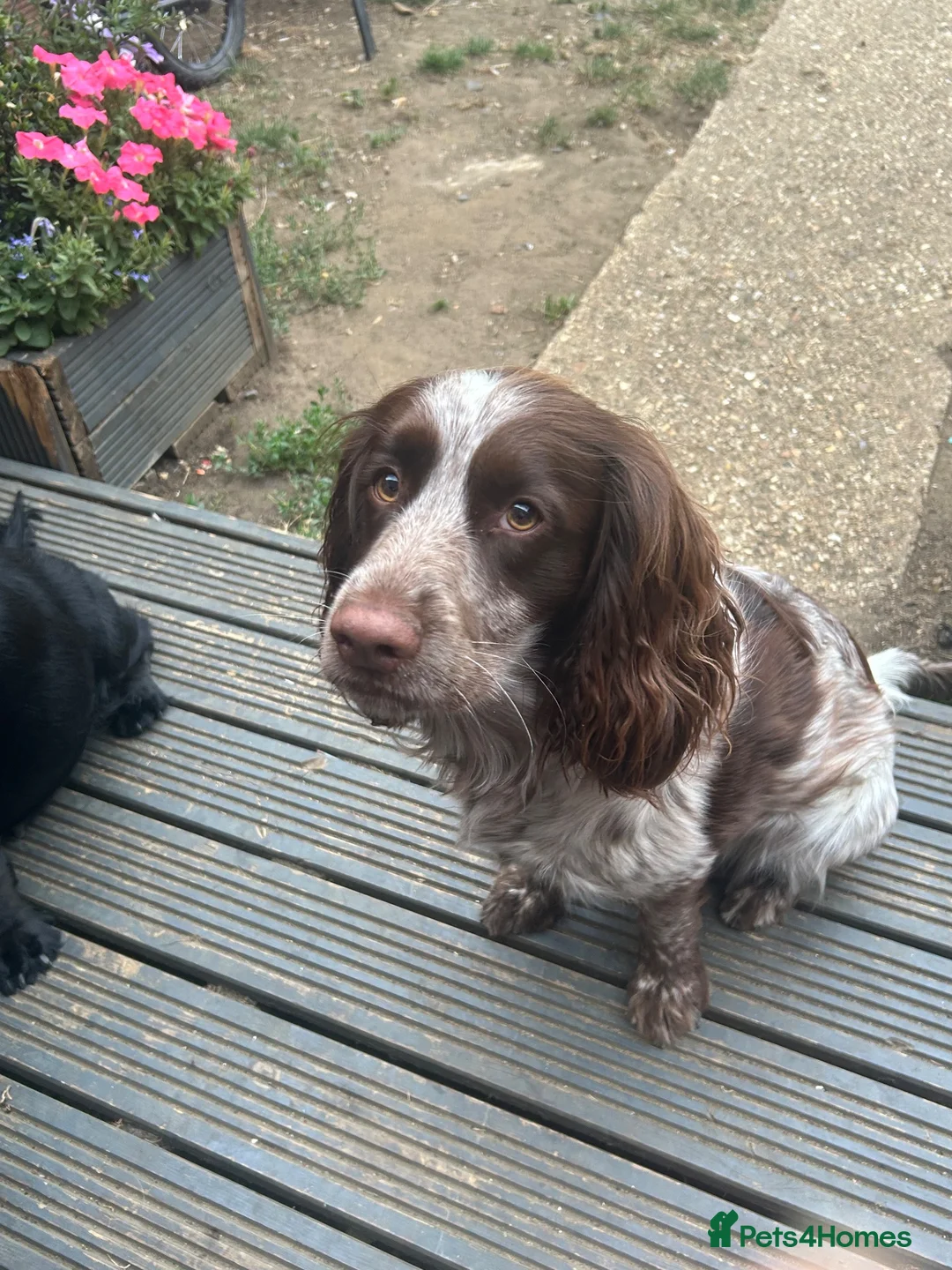 Sprocker dogs for sale: Gorgeous Sprocker Puppies - Advert 10