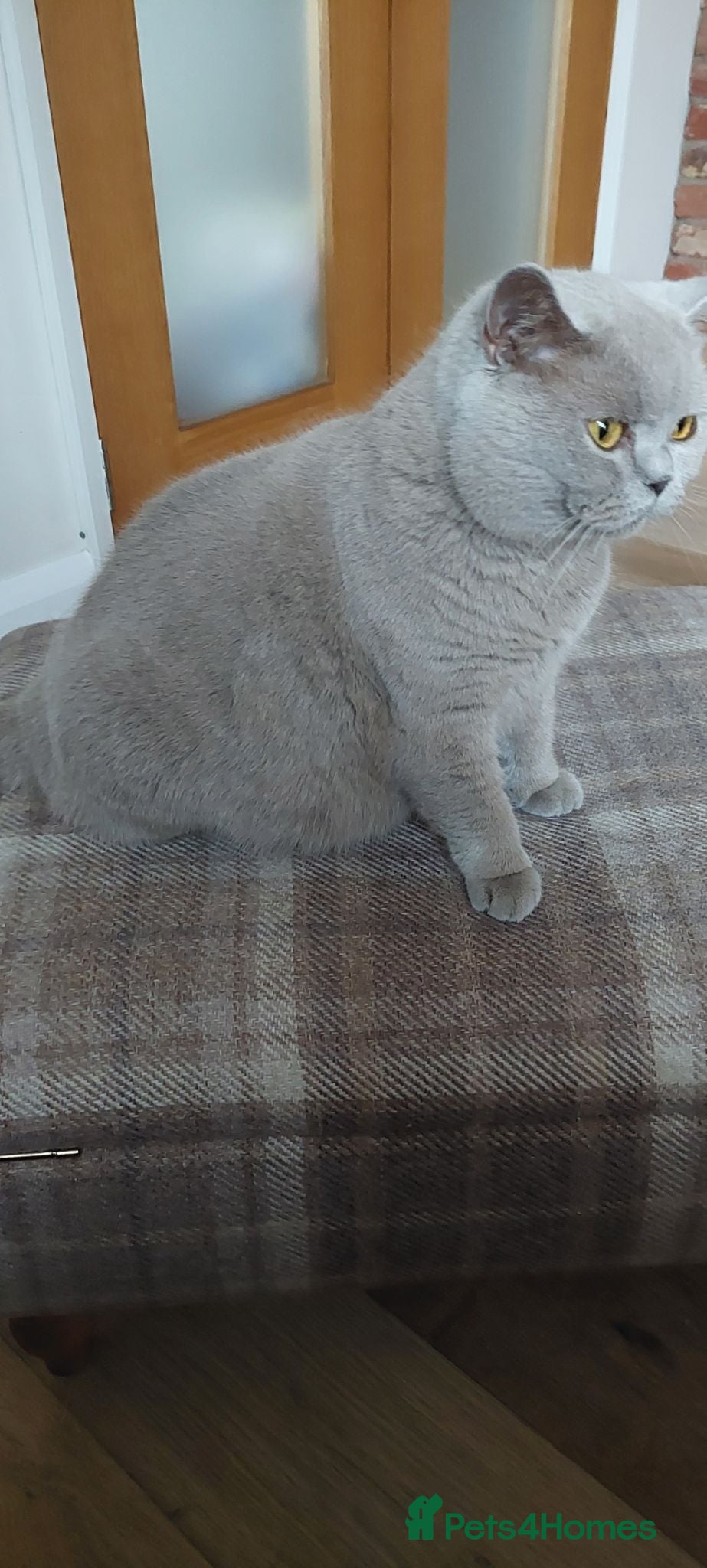 British Shorthair cats GCCF Lilac Female - Advert 11
