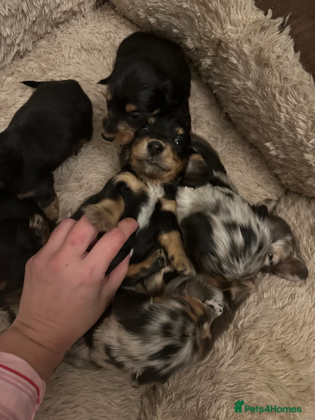 Miniature Dachshund dogs for sale: Longhairded dapple mini dachshunds  - Advert 12