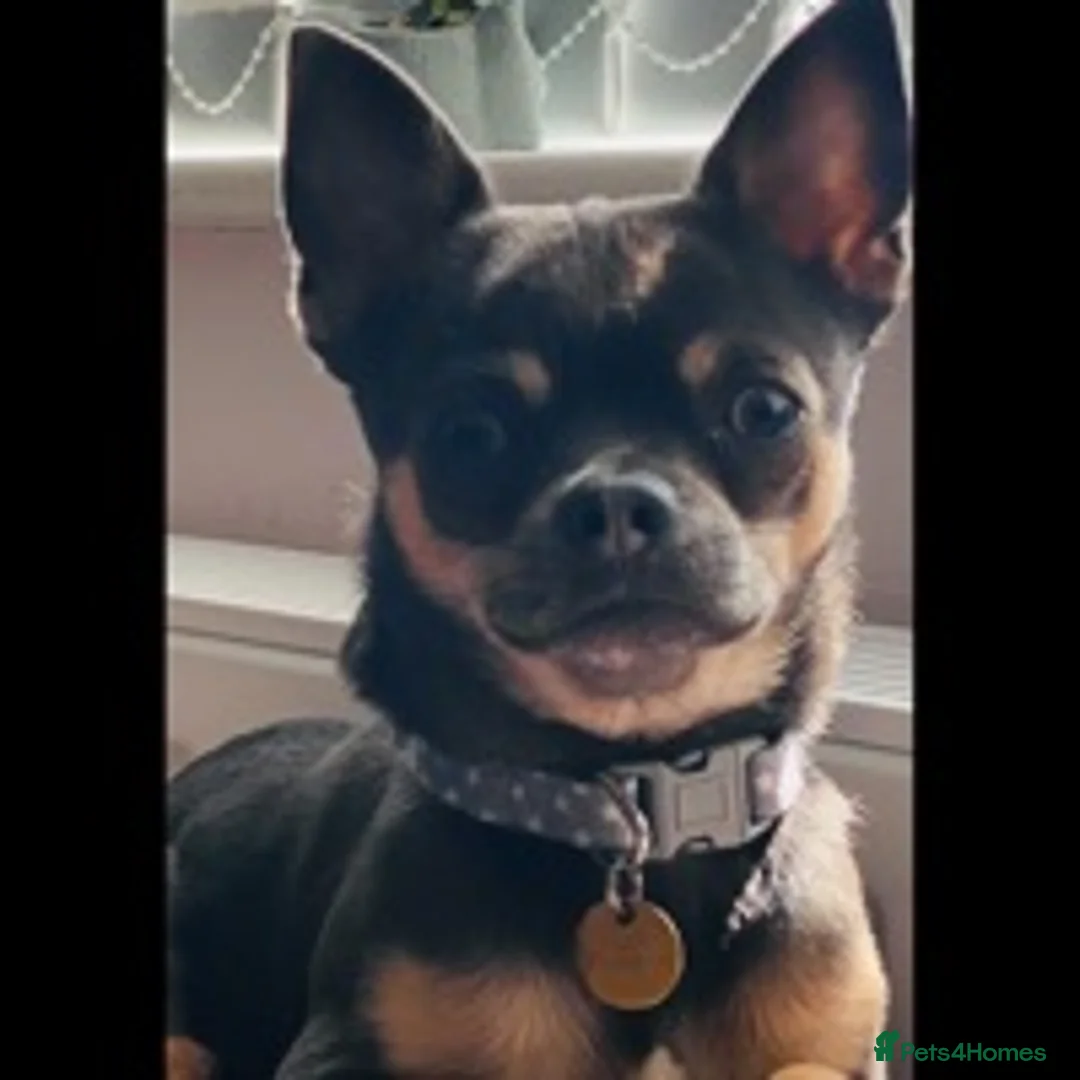 Chihuahua dogs for stud: Small chihuahua stud only not for sale proven  in Bury Saint Edmunds - Advert 7