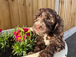 Cockapoo dogs Cockapoo puppies - Advert 4