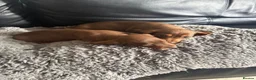 Dachshund dogs for sale: 9 Beautiful Dachshund Puppies for Sale in Pontypool - Advert 14
