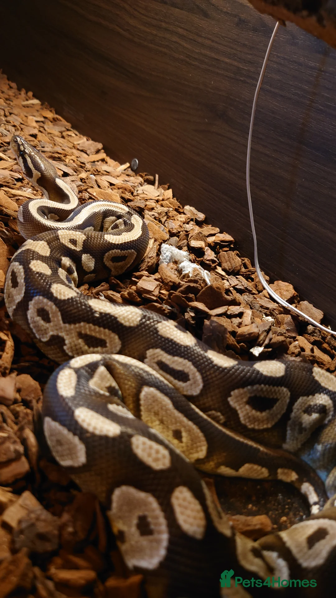 Mixed Breed reptiles for sale: 2 snakes for sale prices in description  - Advert 2