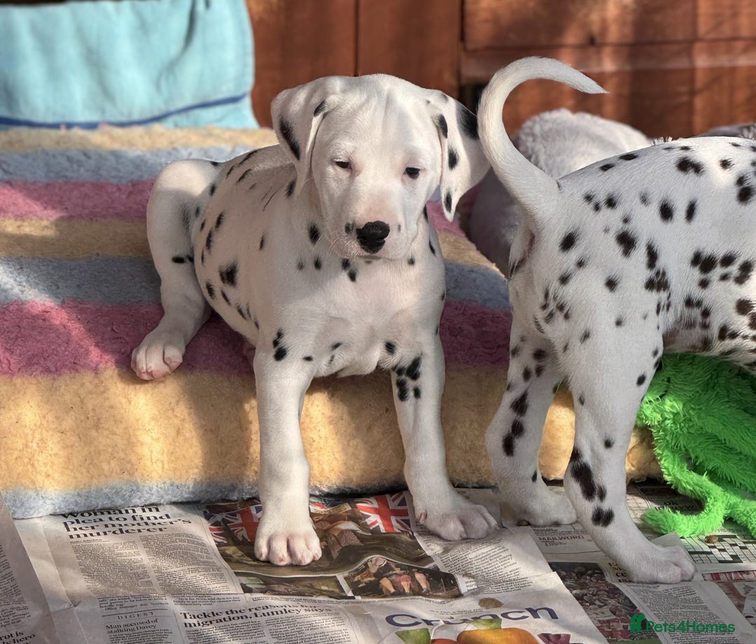 Dalmatian dogs for sale: Tamilanda Dalmatian's - Image 9
