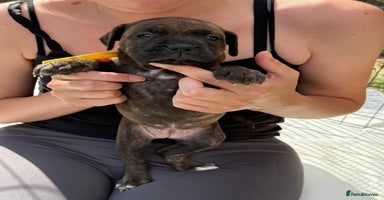Mixed Breed dogs - Advert 14