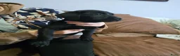Mixed Breed dogs for sale: Labrastaff/Staffador - Advert 4