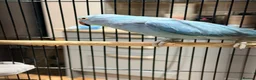 Ringnecks birds for sale: Beautiful Blue Indian Ringneck Parrot – 5 Months - Advert 3