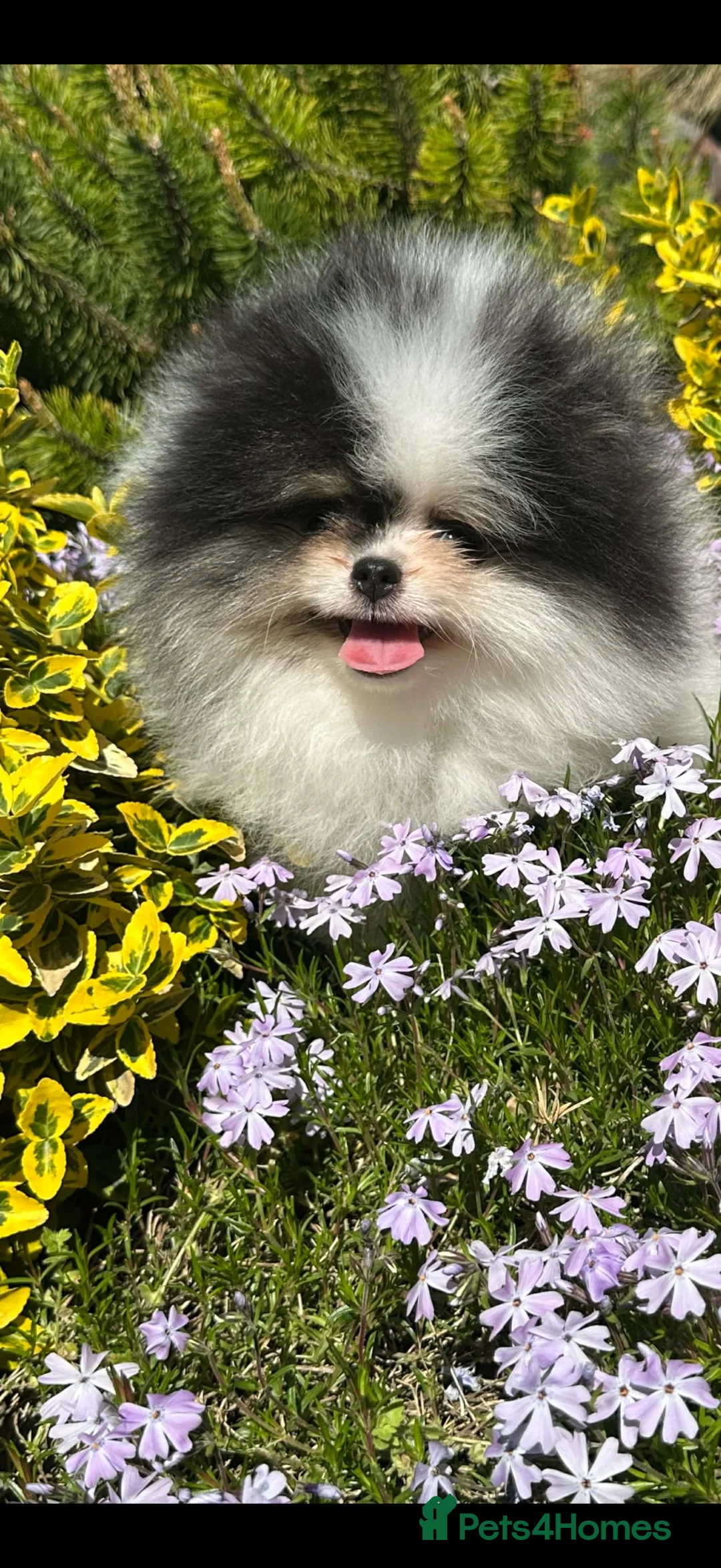 Pomeranian dogs for sale: Beautiful Pomeranians 🖤🤍 - Advert 2