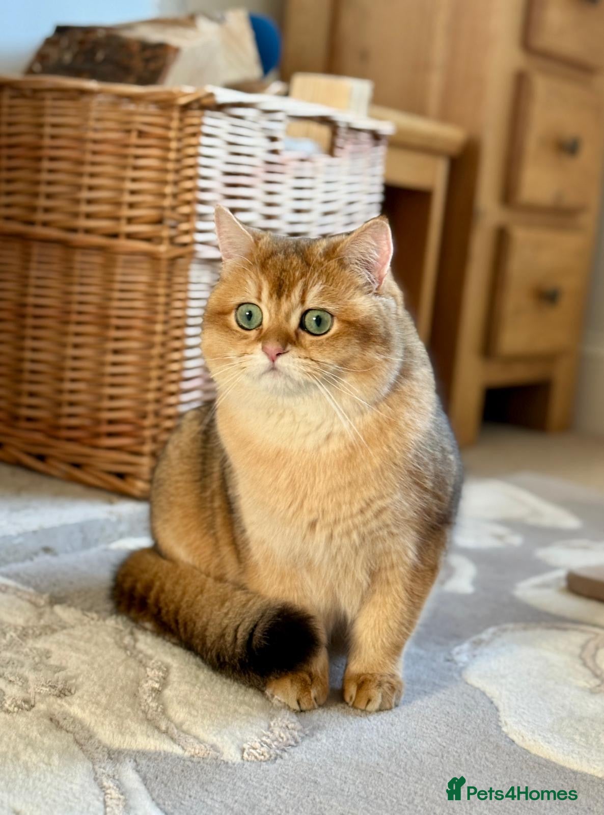 British Shorthair cats for sale: 2 boys Golden BSH for rehoming  - Advert 8