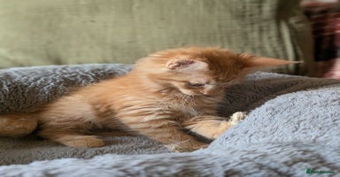 Maine Coon cats - Advert 12