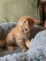 Maine Coon cats - Advert 10