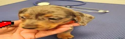 Dachshund dogs for sale: Miniature Dachshund puppies  in Falkirk - Advert 3