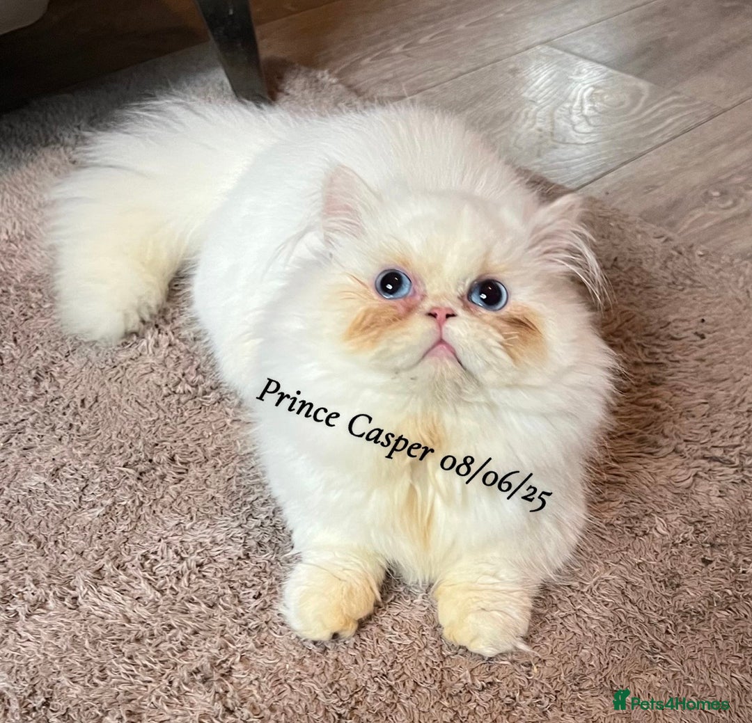 Munchkin cats for sale: Quality & Extremely Rare Persian Napoleon Minuets - Advert 17