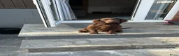 Cocker Spaniel dogs for sale: MeetMilo  - Advert 1