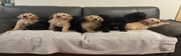 Labradoodle dogs for sale: Beautiful Golden and Black F1 Labradoodle Puppies - Advert 2