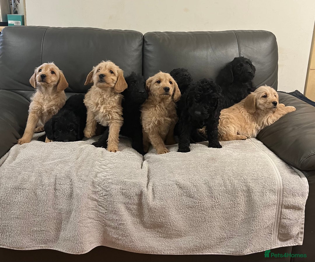 Labradoodle dogs for sale: Beautiful Golden and Black F1 Labradoodle Puppies - Advert 2