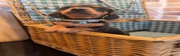 Miniature Dachshund dogs for sale: Miniature Dachshund puppies READY TO LEAVE NOW  - Advert 4