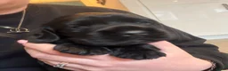 Cocker Spaniel dogs for sale: Working Cocker Spaniel Puppies  - Advert 11