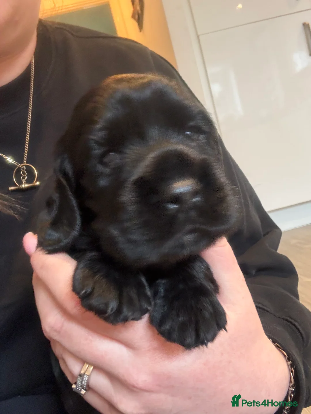 Cocker Spaniel dogs for sale: KC Registered Cocker Spaniel Puppies  - Advert 22