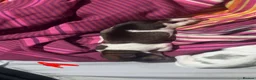 Jackapoo dogs for sale: 4 beautiful jackrusell x poodle pups - Advert 8