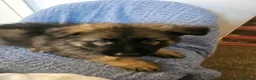 German Shepherd dogs for sale: Long haired German shepherd pups  - Advert 32