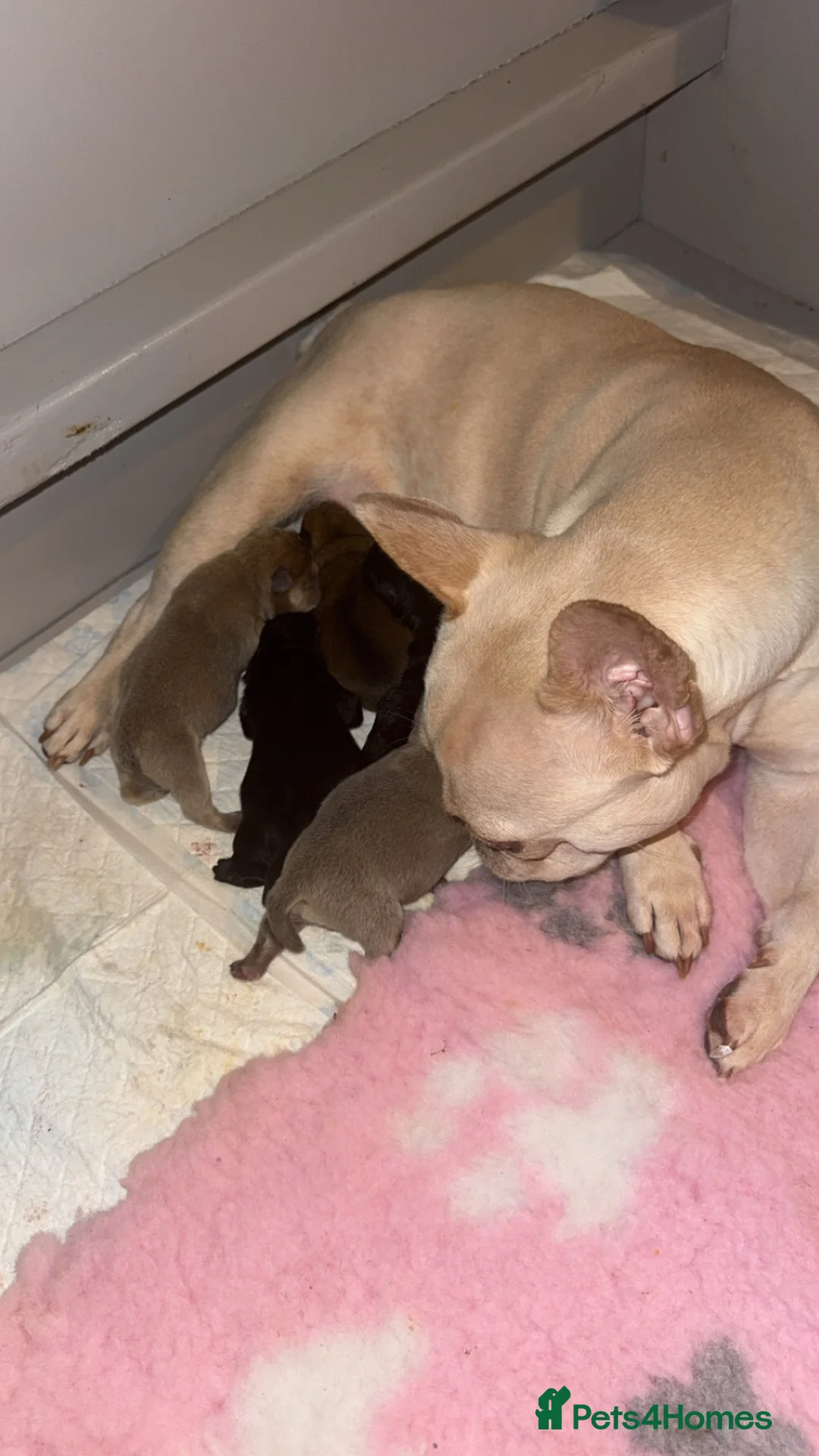 Mixed Breed dogs for sale: Frenchie x chow chow - Advert 19