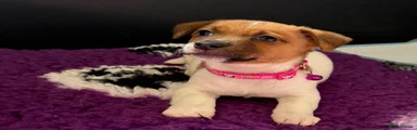 Pink Collar