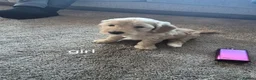 Cockapoo dogs for sale: 2 boys left reduced to £1000 Ready to leave now !  - Advert 10